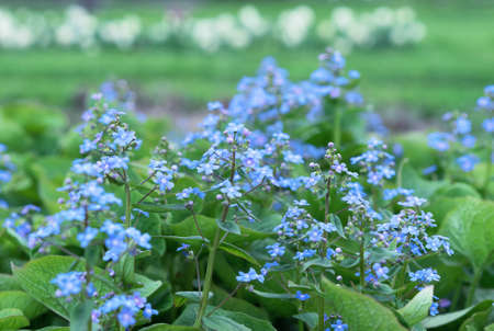 Blooming Brunnera large-leaved (lat. Brunnera macrophylla) in the spring garden. Small blue flowers brunnera.の写真素材