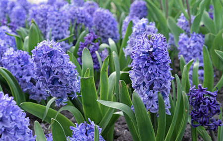 Purple hyacinth (Hyacinthus orientalis) blooms in the spring garden.の写真素材