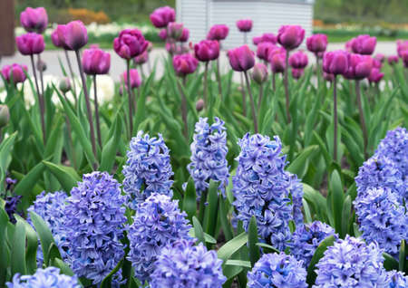 Purple hyacinth (Hyacinthus orientalis) blooms in the spring garden.の写真素材