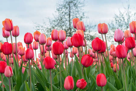 Flower bed with red and pink tulips. Blooming Gesner's tulips. First spring flowers.の写真素材