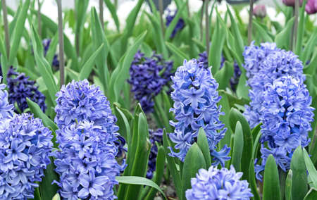 Purple hyacinth (Hyacinthus orientalis) blooms in the spring garden.の写真素材