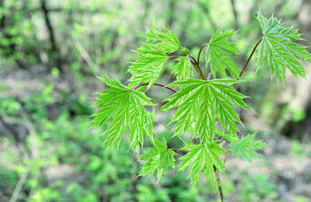 Young leaves green of Norway maple in the spring forest.の写真素材