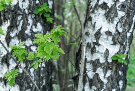 leaves Young of green maple ash-leaved against the background of birches.の写真素材