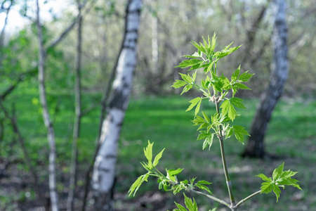 Young leaves green of the ash-leaved maple in the spring forest.の写真素材