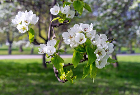 Flowering pear tree in spring garden. White pink pearl flowers.の写真素材