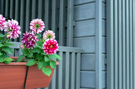 Multi-colored dahlias pinnate in the cachepot near a wooden house.の写真素材
