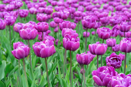 Tulips "Purple peony". Blooming violet tulips in spring garden.の写真素材