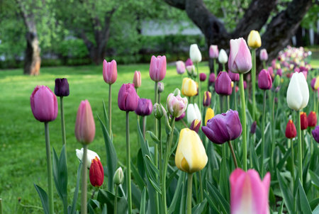 Multi-colored tulips bloom in the spring garden. Tulips Gesner's.の写真素材