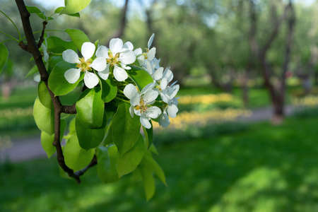 Pear blossom in the spring garden. Branch with white pearl flowers.の写真素材