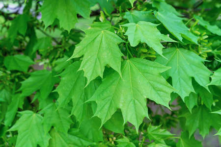 Fresh green maple leaves on the tree. Spring renewal of nature.の写真素材