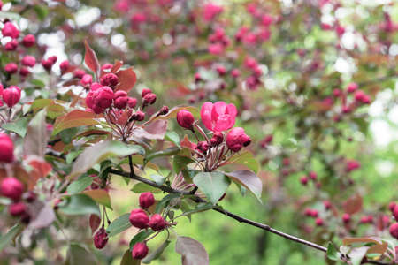 Apple tree with pink flowers in a spring garden. Pink-red inflorescences of an ornamental apple tree.の写真素材