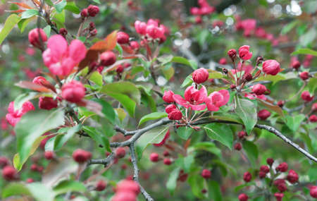 Apple tree with pink flowers in a spring garden. Pink-red inflorescences of an ornamental apple tree.の写真素材