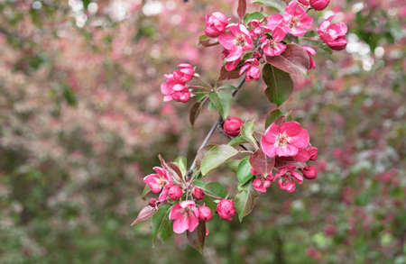 Apple tree with pink flowers in a spring garden. Pink-red inflorescences of an ornamental apple tree.の写真素材