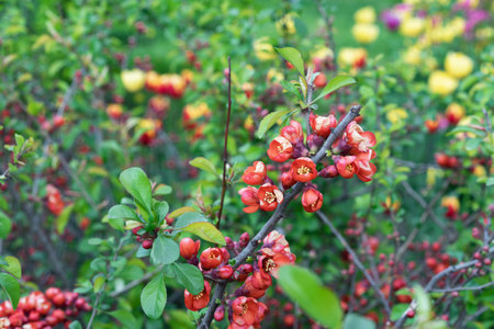 Japanese quince flowers on a branch. Red-orange inflorescences of chaenomeles.の写真素材
