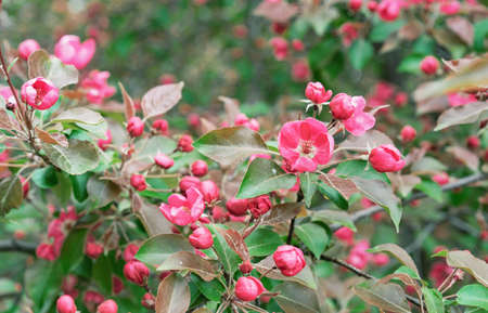 Apple tree with pink flowers in a spring garden. Pink-red inflorescences of an ornamental apple tree.の写真素材
