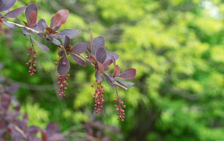Thunberg barberry or Japanese barberry is an ornamental shrub with purple-carmine foliage.の写真素材
