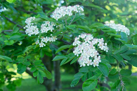 Fluffy white rowan flowers. mountain ash. Flowering rowan in spring time.の写真素材