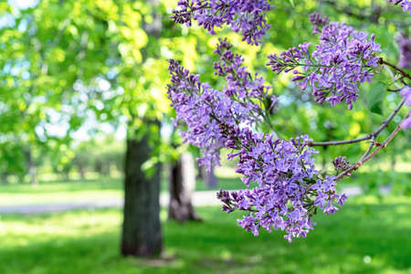 Purple Lilac flowers. Branch with blooming Lilac. Delicate and fragrant Lilac flowers.の写真素材