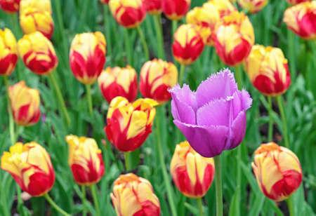 Purple terry tulip on the background of yellow-red tulips. Blooming Gesner's tulips.の写真素材