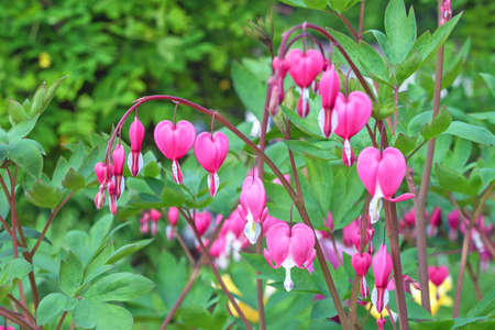 Purple Bleeding heart flowers (Dicentra spectabilis) against green foliage.の写真素材