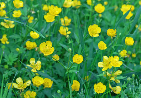 Meadow buttercup, tall buttercup, giant buttercup. Buttercup yellow flowers on green grass background.の写真素材