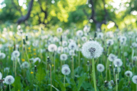 Glade with white and fluffy dandelions. Dandelion field.の写真素材