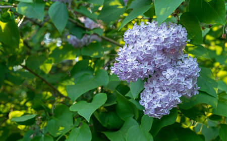 Purple Lilac flowers. Branch with blooming Lilac. Delicate and fragrant Lilac flowers.の写真素材