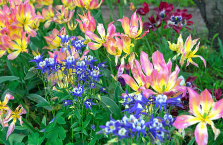 Purple flower Columbine (Aquilegia vulgaris) and yellow-pink tulips.の写真素材