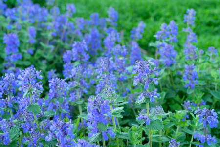 Catnip (Nepeta racemosa) blooms in the summer garden. Blue catmint flowers.の写真素材