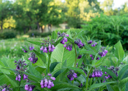 Purple flowers Comfrey (Symphytum officinale). medical plant.の写真素材