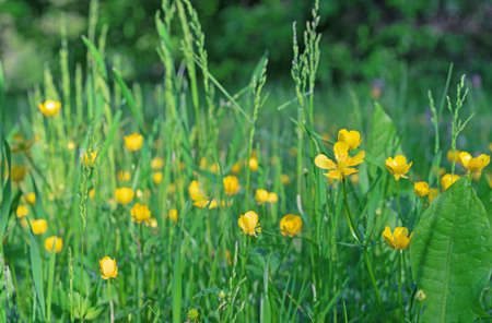 Meadow buttercup, tall buttercup, giant buttercup. Buttercup yellow flowers on green grass background.の写真素材