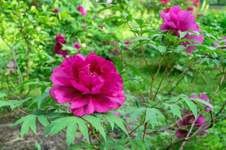 Purple Japanese peony blooms in the summer garden. Fragrant red peony.の写真素材