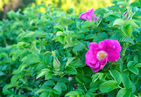 Purple rosehip flower or dog rose against green foliage.の写真素材