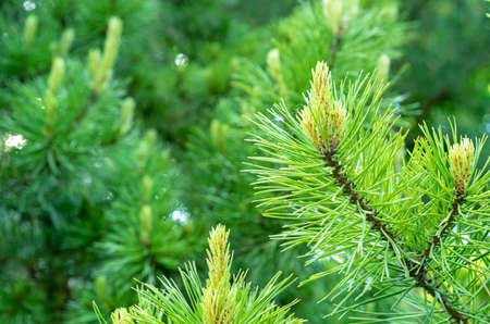 Bright green shoots and buds on a pine tree. Spruce branch with fresh sprouts. Evergreen foliage pine tree.の写真素材