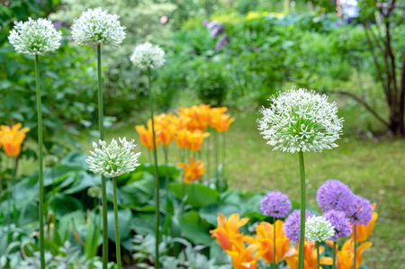Round white heads of the giant onion lat. Allium giganteum in the flower bed with bright flowers.の写真素材