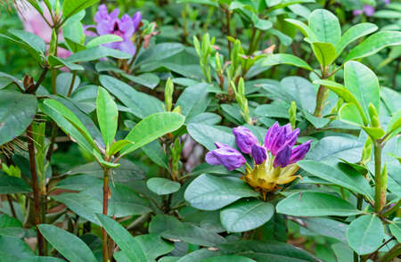 Buds of the Pacific rhododendron. Purple California rhododendron. Beginning of flowering rhododendrons.の写真素材