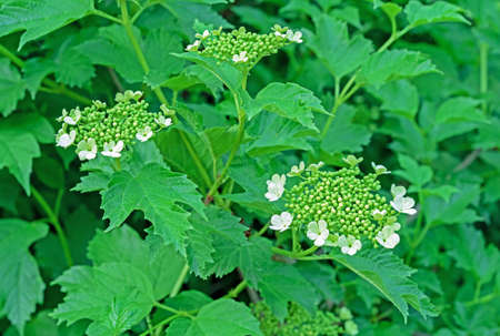 Beginning of flowering viburnum (Viburnum opulus). White flowers of viburnum in the spring garden.の写真素材