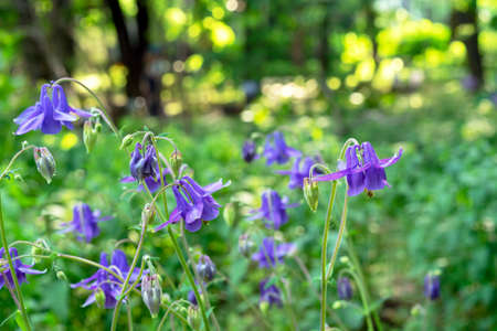 Purple flowers of Aquilegia vulgaris or European columbine bloom in the summer garden.の写真素材
