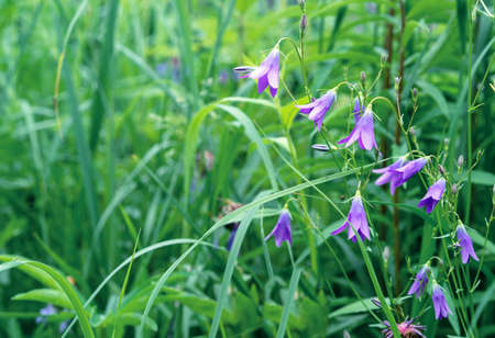 Purple bellflowers (Campanula rapunculus) blooms in the summer garden.の写真素材