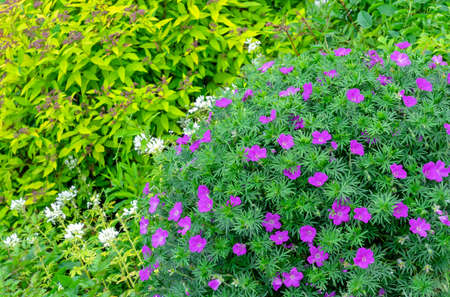 Geranium (Geranium sanguineum), also known as blood-red cranesbill, in an ornamental garden.の写真素材