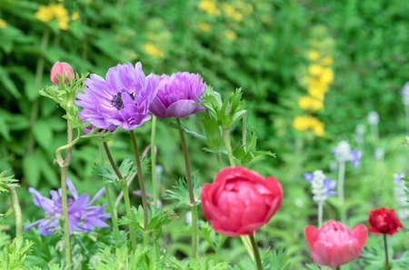 Anemone Coronaria or Blue Poppy flowers bloom in the summer garden.の写真素材