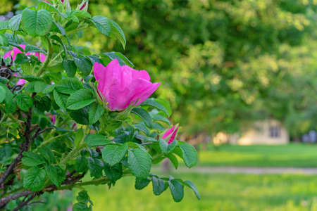 Purple rosehip flower or dog rose against the backdrop of a village house.の写真素材
