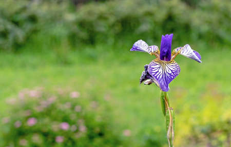 Iris versicolor flower blooms in the summer garden.の写真素材