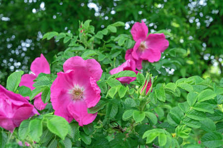 Purple rosehip flowers or dog rose against green foliage.の写真素材