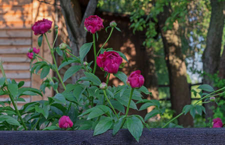 Red peonies near a wooden rural house. Peonies at the beginning of flowering.の写真素材