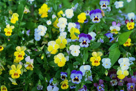 Multi-colored pansies or garden violets bloom in the summer garden.の写真素材