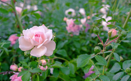 Light pink rose blooms in the rose garden in summer. rose bloom.の写真素材