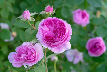 Beautiful pink roses on the rose garden in summer.の写真素材