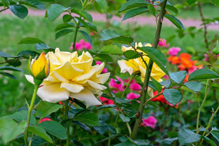 Yellow roses bloom in the rose garden in summer. rose bloom.の写真素材