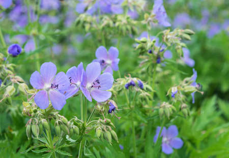 Flowers of meadow cranesbill or meadow geranium, Geranium pratense.の写真素材